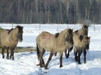 Slampē savvaļas zirgiem papildinājums