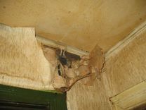 Lodveida zibens Ragaciemā