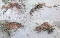 Vānē suņi saplosa astoņas stirnas