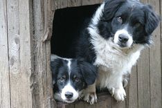 Vai drīkst šaut suņus?