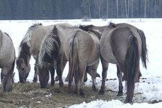 Savvaļas govis un zirgi tiek pieskatīti