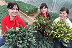 Priecīgus tulpīšu svētkus, mīļās!