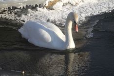 Kā tukumnieki savu gulbi glāba
