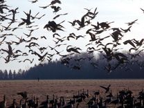 Piedalies Putnu dienu pasākumos