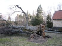 Nogāzies Latvijā lielākais – «Sausupju» dižbērzs