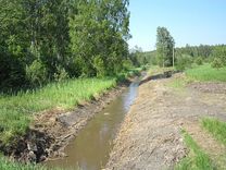 Tīra Skujupītes gultni