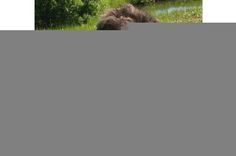 Meli domāti vājajiem