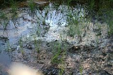 Kāpēc Milzkalnes dīķī ūdens kļuvis tumšāks?