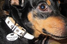 Engurē divu nedēļu laikā kopš iegādes jāreģistrē suņi