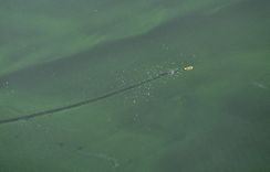 Baltijas jūrā sākušas ziedēt aļģes