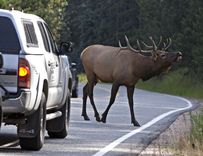 Sākoties staltbriežu un aļņu riesta laikam, aicina šoferus būt piesardzīgiem