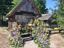 Ragaciema sedums rotājas/foto/