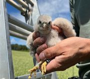 Arī Tukuma novadā «Sadales tīkli» uzstādīs būrīšus aizsargājamajam lauku piekūnam