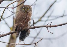 Apodziņš nominēts par Gada putnu 