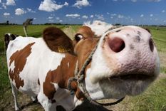 Kā sausā vasara ietekmējusi lopkopību novados?