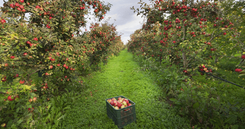 Konkursam «Sējējs 2018» nominēts arī «Augļu nams» no Pūres