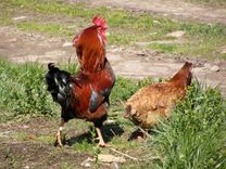 Vistu vakcinēšanai pret salmonelozi varēs lietot arī inaktivēto vakcīnu