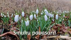 Pasākumi marta vidū Tukuma novadā