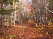 Abragciemā pazudis sirmgalvis