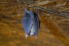 Ejam lūkot un izzināt sikspārņus!