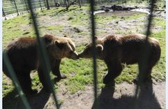 Līgatnes lāči Mikus un Puika tiks pie jauna pastaigu laukuma