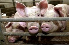 Vēl viens Āfrikas cūku mēra uzliesmojums