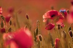 Fotokonkursā atkal balva kandavniecei