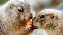 VID nodod Rīgas Zoodārzam 509 kg konfiscēto augļu un dārzeņu