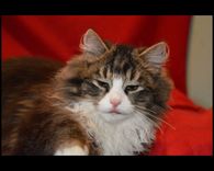 Tukuma Dzīvnieku patversme janvārī /FOTO/