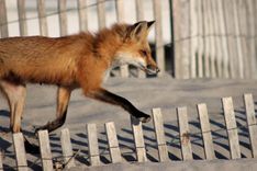 Kā reaģēt uz lapsu – “pilsētnieci”?