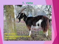 Vānes pagastā augusi kaza uzvar skaistumkonkursā! 