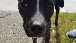 Ugunsdzēsēji Sēmē izglābj suni