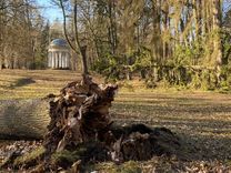 Kad vējš ir stiprāks par koku...