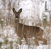 Ieilgušās ziemas dēļ iet bojā meža dzīvnieki