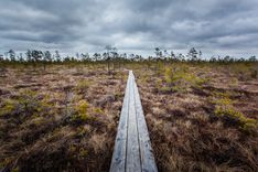 Tīreļu purvā pazūd līgavainis 