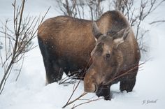 Pastiprinoties salam, aicina barot meža dzīvniekus