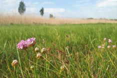 Lai netrūktu Jāņuzāļu, tēju un skaistu puķu pļavu