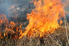 Jaunsātos degusi kūla 1 ha platībā, Tukumā uzbraukts cilvēkam uz gājēju pārejas