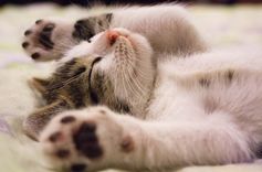 Neļauj svešiem cilvēkiem glaudīt tavu mājdzīvnieku