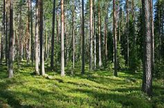 Uz «Zelta čiekuru» pretendē arī mūspuses meža īpašnieki