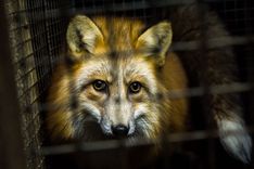 Aicina neatļaut jaunas zvēraudzētavas būvniecību