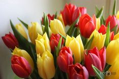 Vairums Latvijas sieviešu priecātos saņemt apsveikumus 8. martā