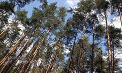 Kandavā nozāģē 27 priedes