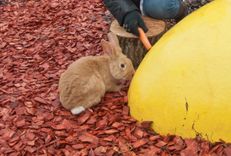 Vai krāsainā mulča pilsētā nav kaitīga?