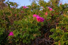 Aicina pievienoties labo darbu pēcpusdienai kopā ar ģimeni Ķemeru Nacionālajā parkā