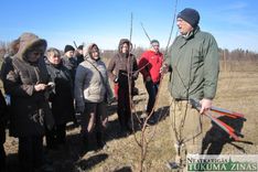 Marts – kad jāveido augļu koku vainagus