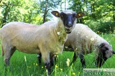 Jaunpilī darbu sāk parka apsaimniekotājas...