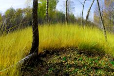 Latvijas fotogrāfijas muzejā «Zaļš prieks mums iekšā sēž»