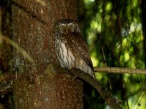 Ķemeru nacionālajā parkā notiks pūču klausīšanās ekskursijas