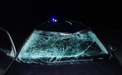 Nedēļā – sešas sadursmes ar meža zvēriem